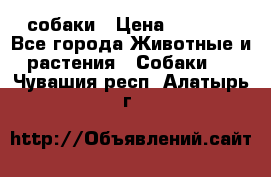 собаки › Цена ­ 2 500 - Все города Животные и растения » Собаки   . Чувашия респ.,Алатырь г.